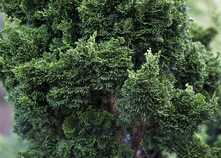 Chamaecyparis obtusa