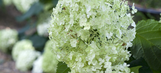 Hydrangea arborescens 'Annabelle' 