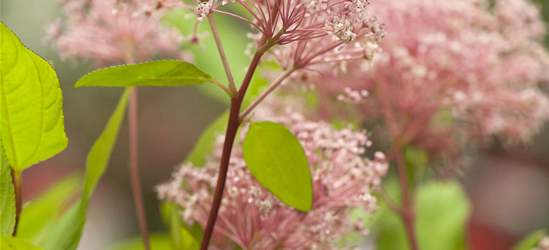 Säckelblume