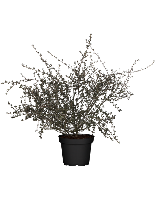Säckelblume