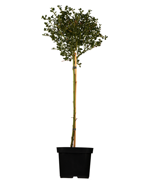 Säckelblume