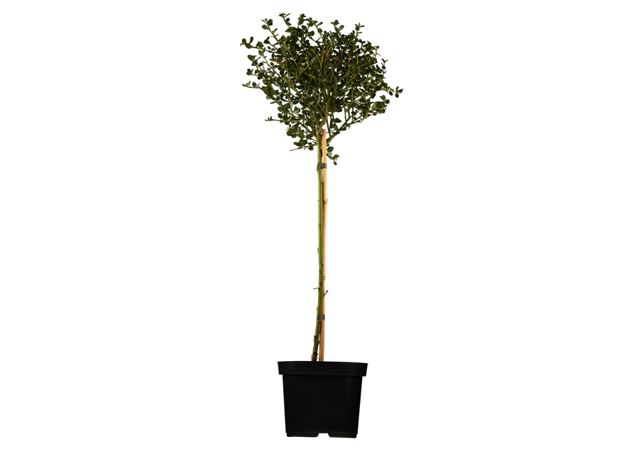 Säckelblume