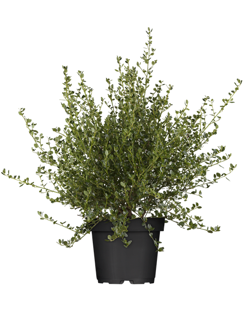 Säckelblume