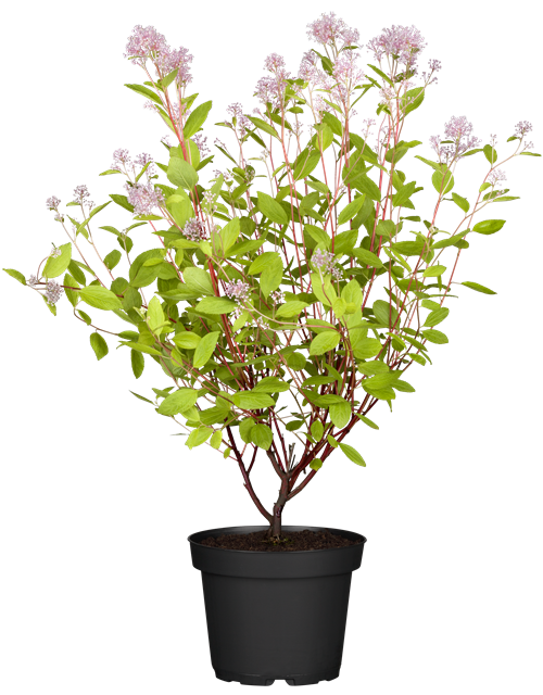 Säckelblume