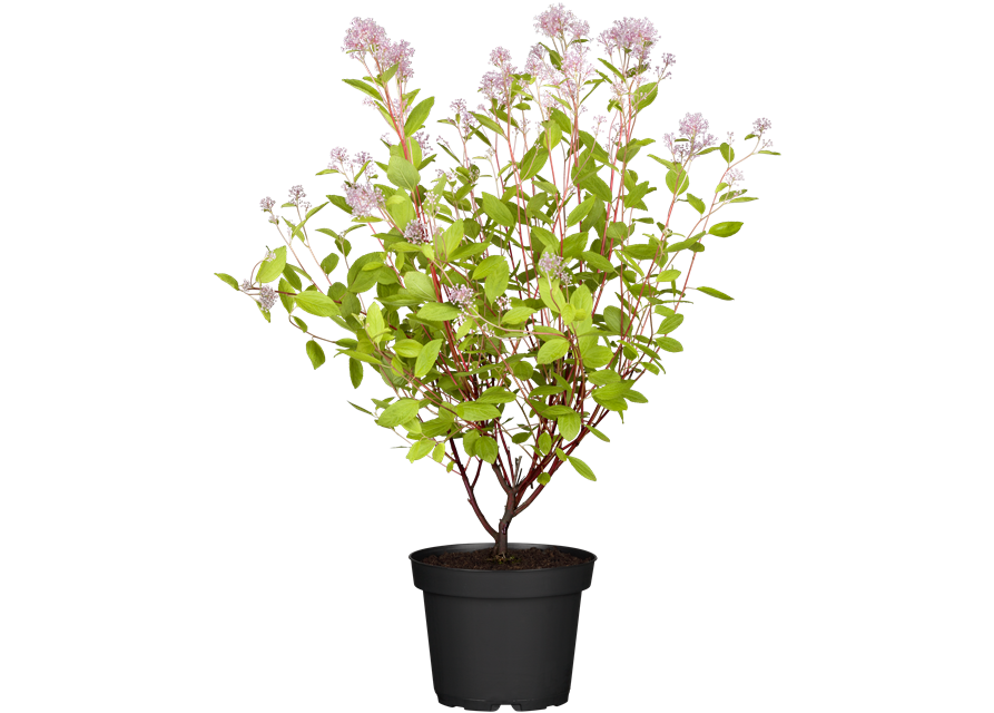 Säckelblume