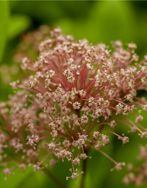 Säckelblume