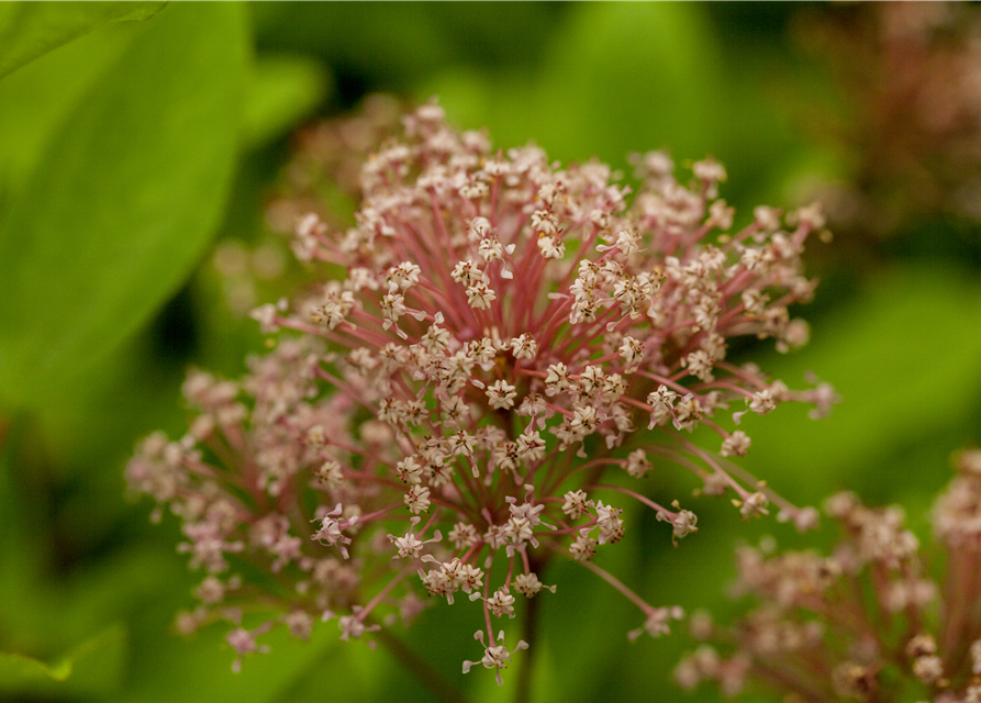 Säckelblume