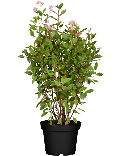 Säckelblume