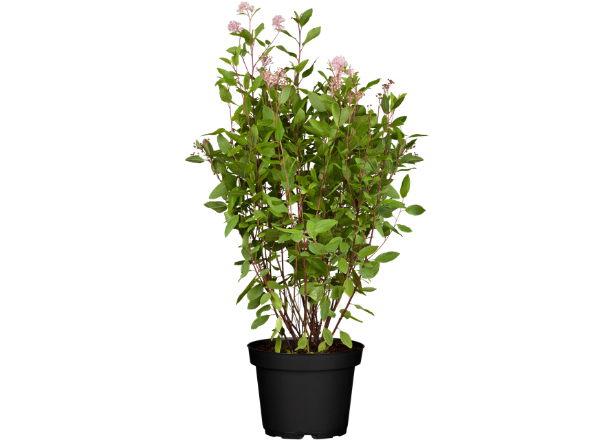 Säckelblume