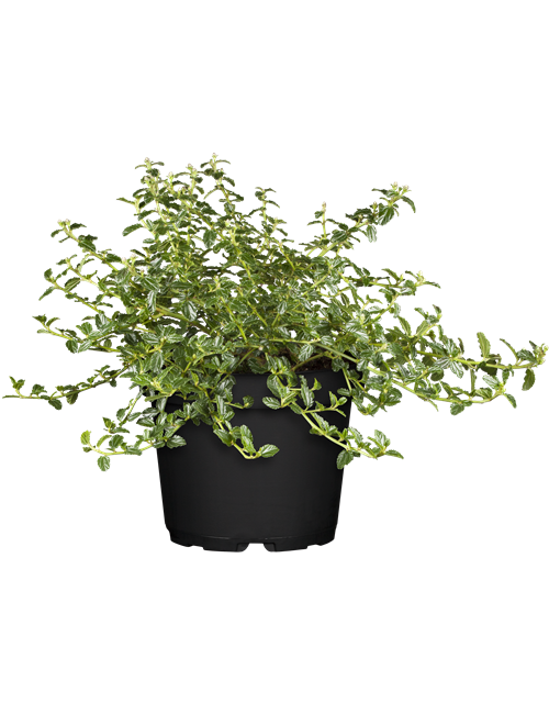 Säckelblume