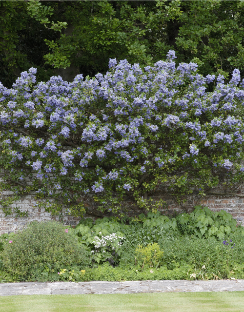 Säckelblume