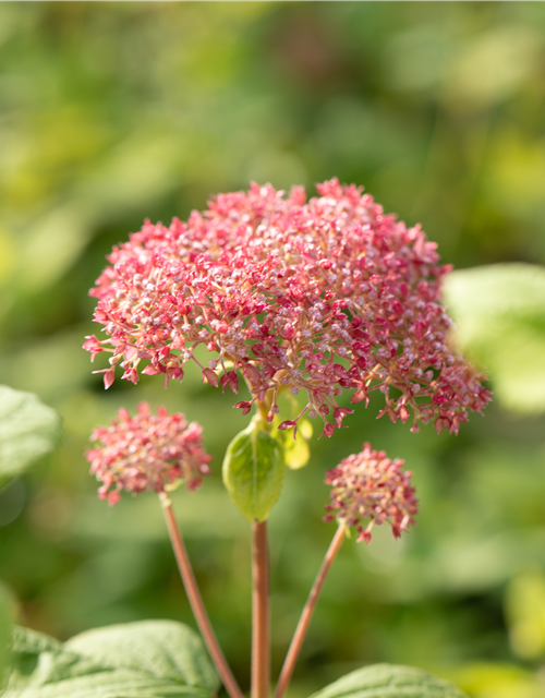 Hydrangea arb. Pink 