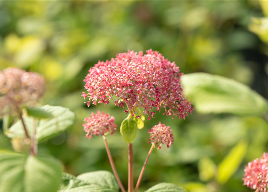 Hydrangea arb. Pink 