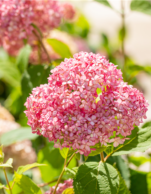 Hydrangea arb. Pink 