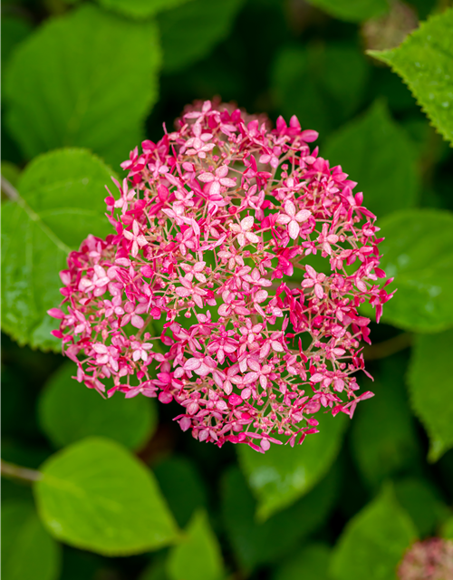 Hydrangea arb. Pink 