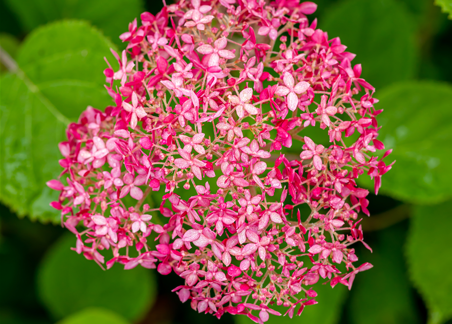 Hydrangea arb. Pink 