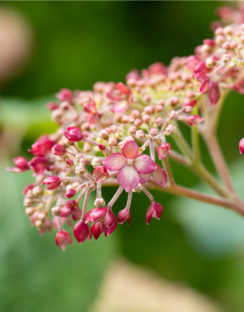 Hydrangea arb. Pink 