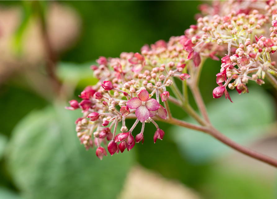 Hydrangea arb. Pink 