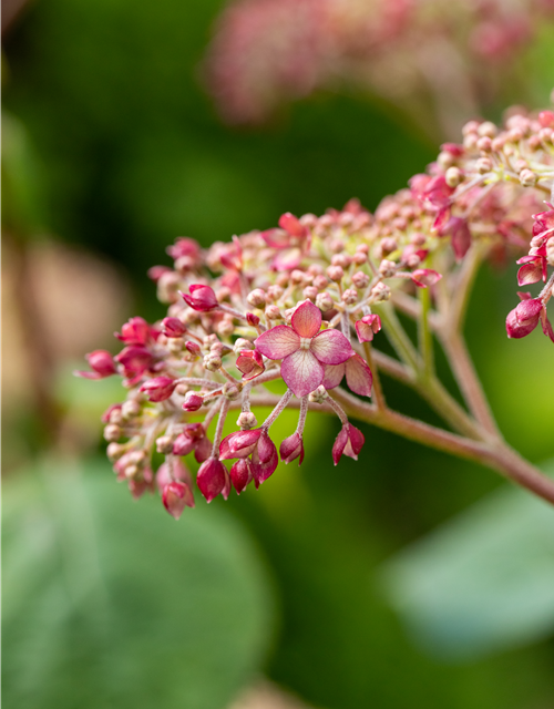 Hydrangea arb. Pink 