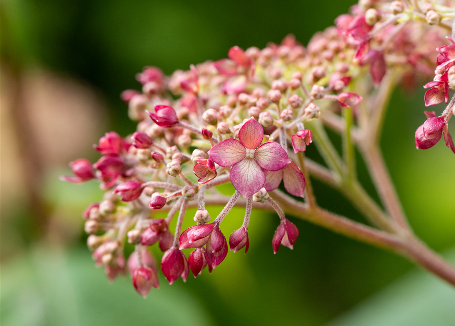 Hydrangea arb. Pink 