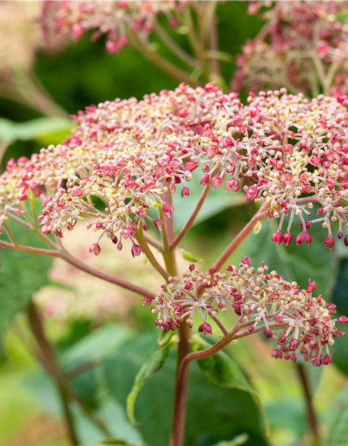 Hydrangea arb. Pink 