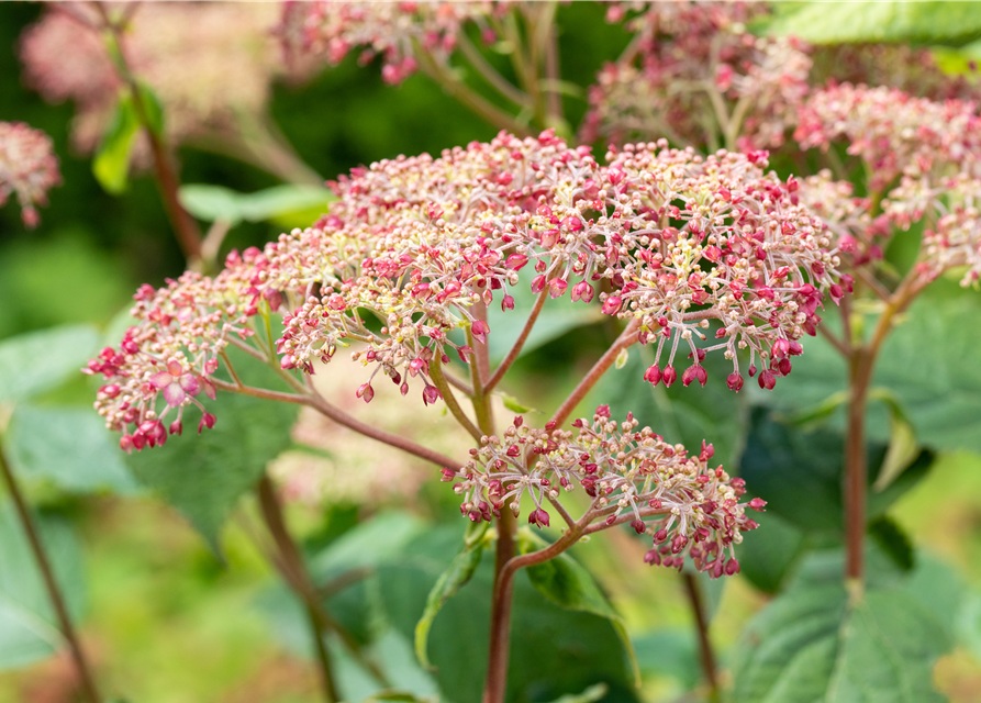 Hydrangea arb. Pink 
