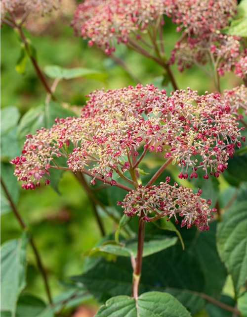 Hydrangea arb. Pink 