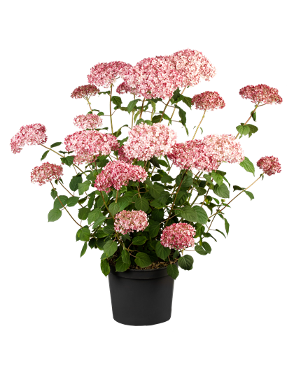 Hydrangea arb. Pink 