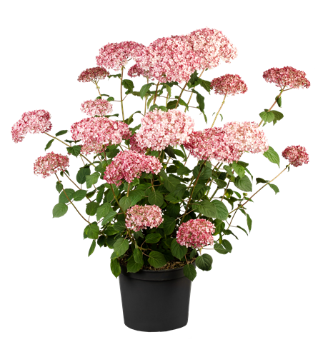 Hydrangea arb. Pink 