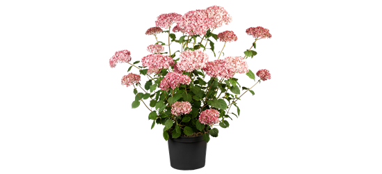 Hydrangea arb. Pink 