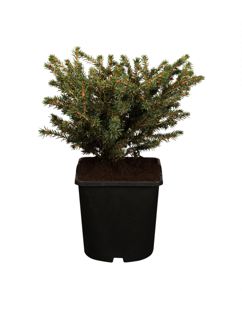 Picea abies Nidiform