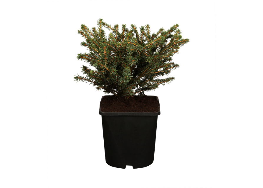 Picea abies Nidiform