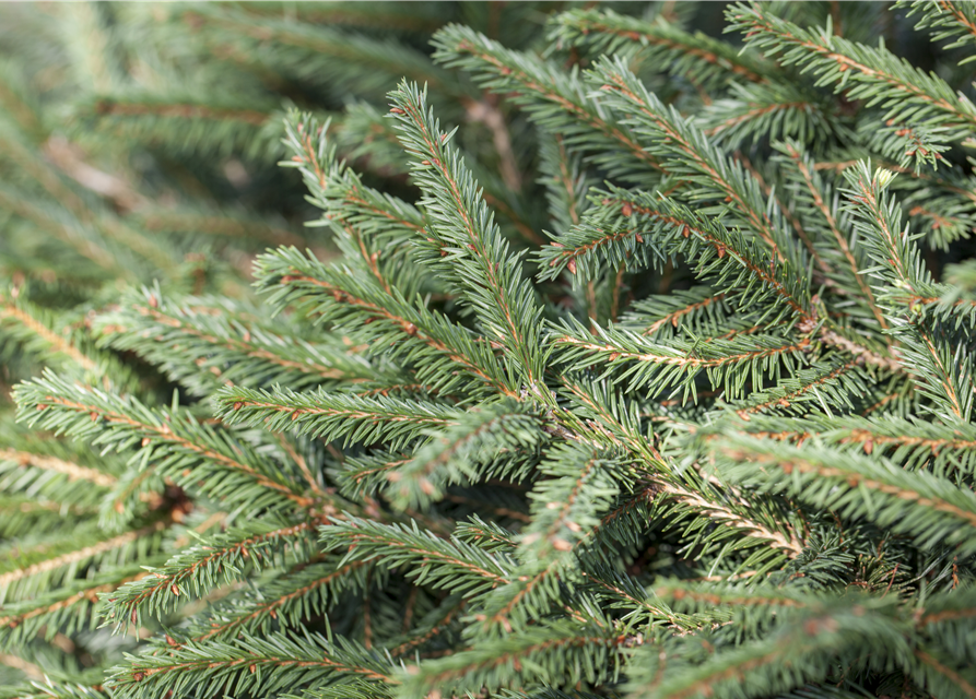 Picea abies Nidiform