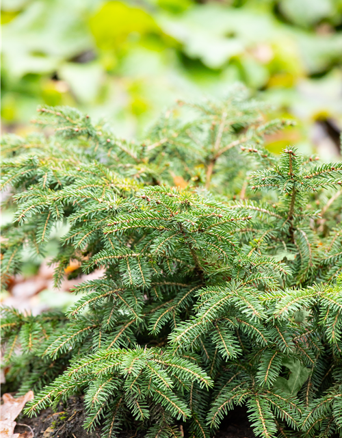 Picea abies Nidiform