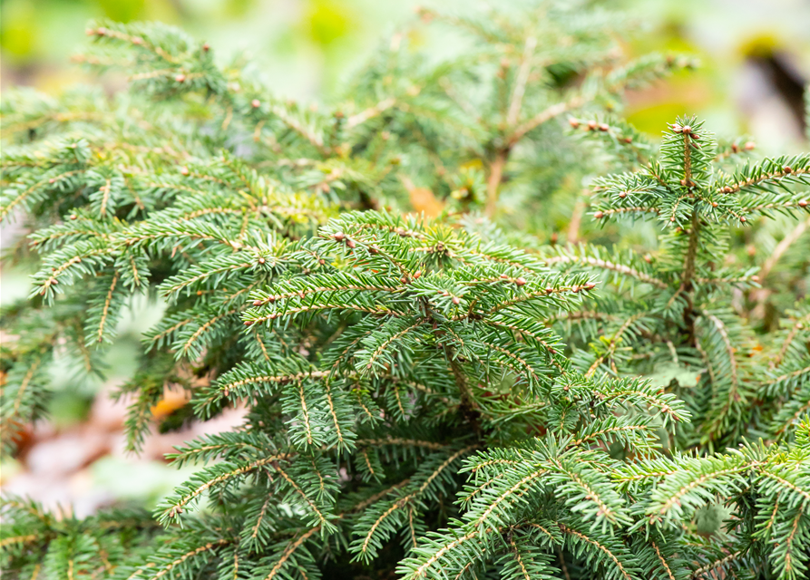 Picea abies Nidiform