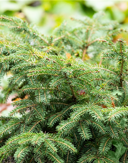 Picea abies Nidiform