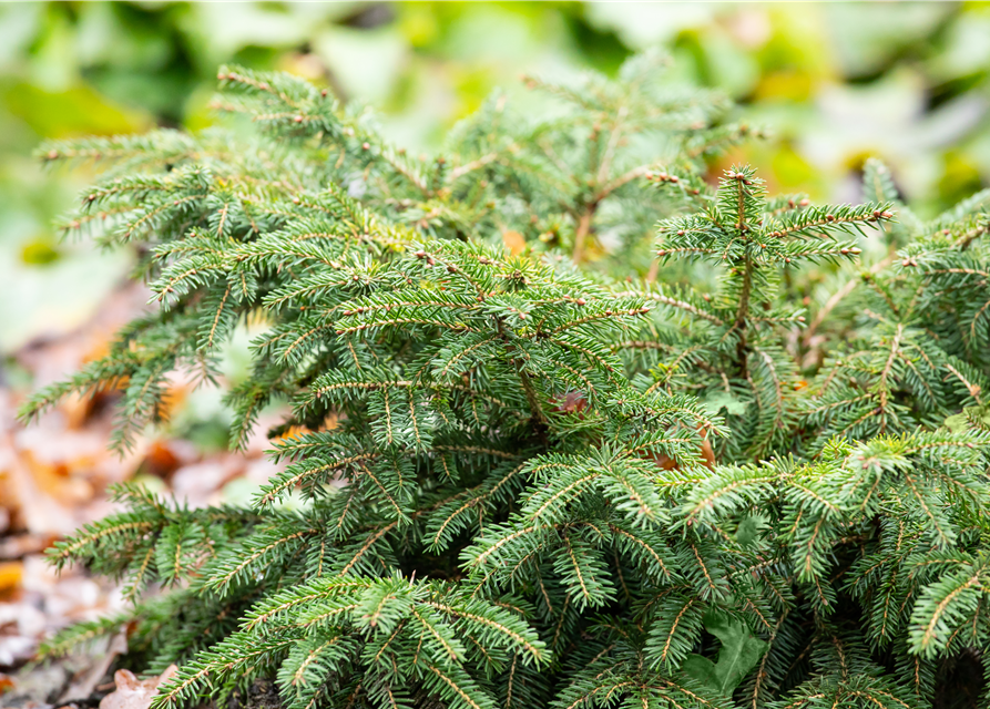 Picea abies Nidiform