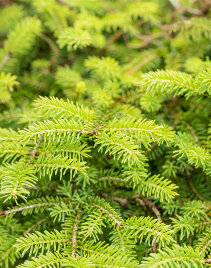 Picea abies Nidiform