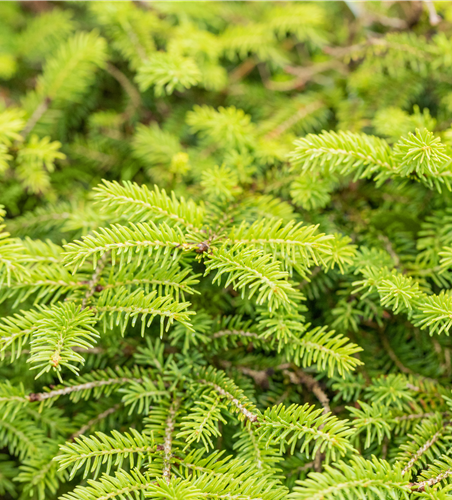 Picea abies Nidiform