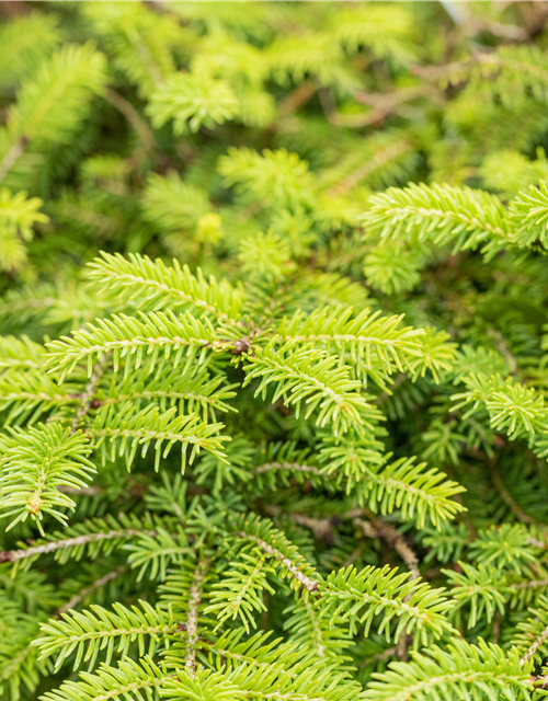 Picea abies Nidiform