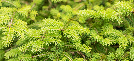 Picea abies Nidiform