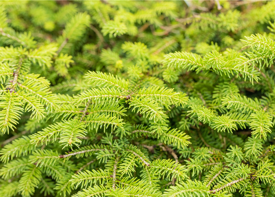 Picea abies Nidiform