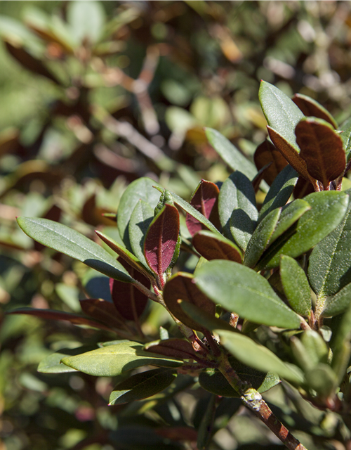 Rhododendron neriifl