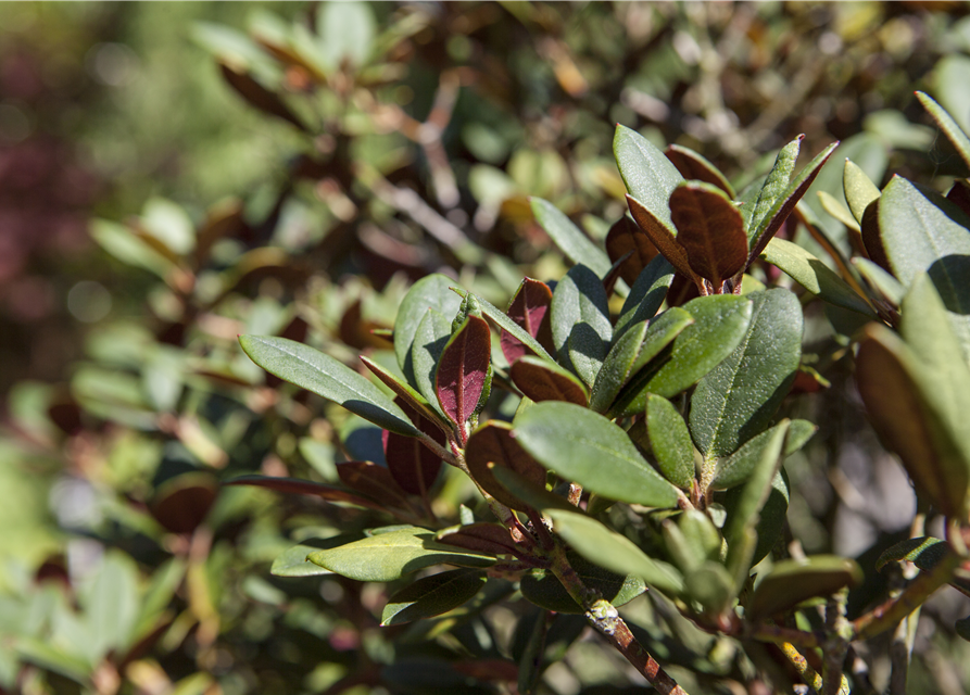 Rhododendron neriifl