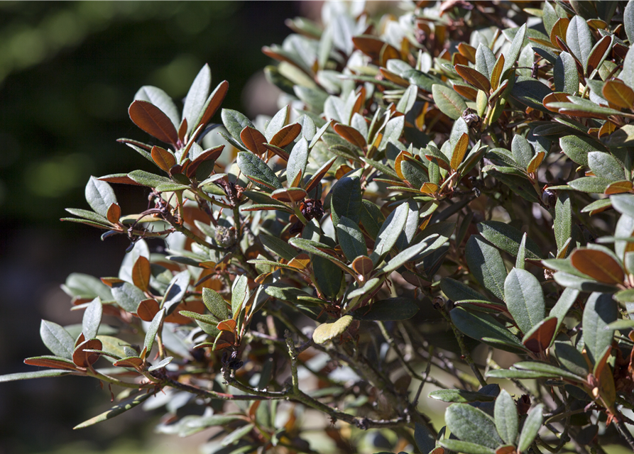 Rhododendron neriifl