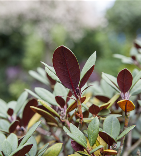 Rhododendron neriifl