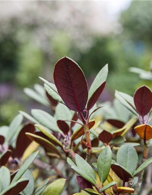 Rhododendron neriifl