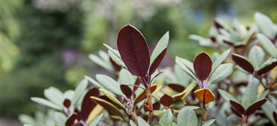Rhododendron neriifl