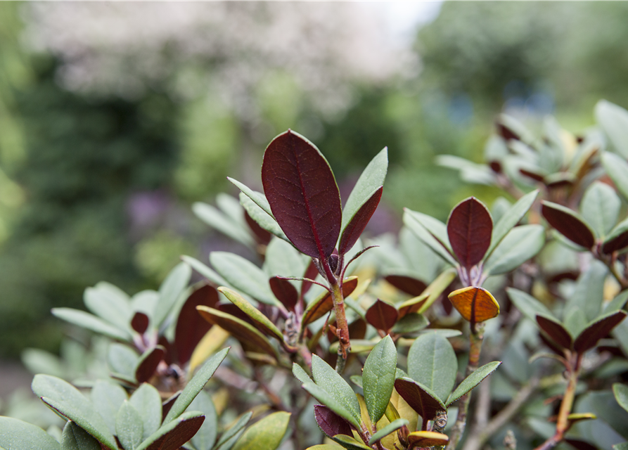 Rhododendron neriifl