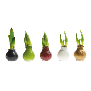 IM GLANZ DER ELEGANZ!